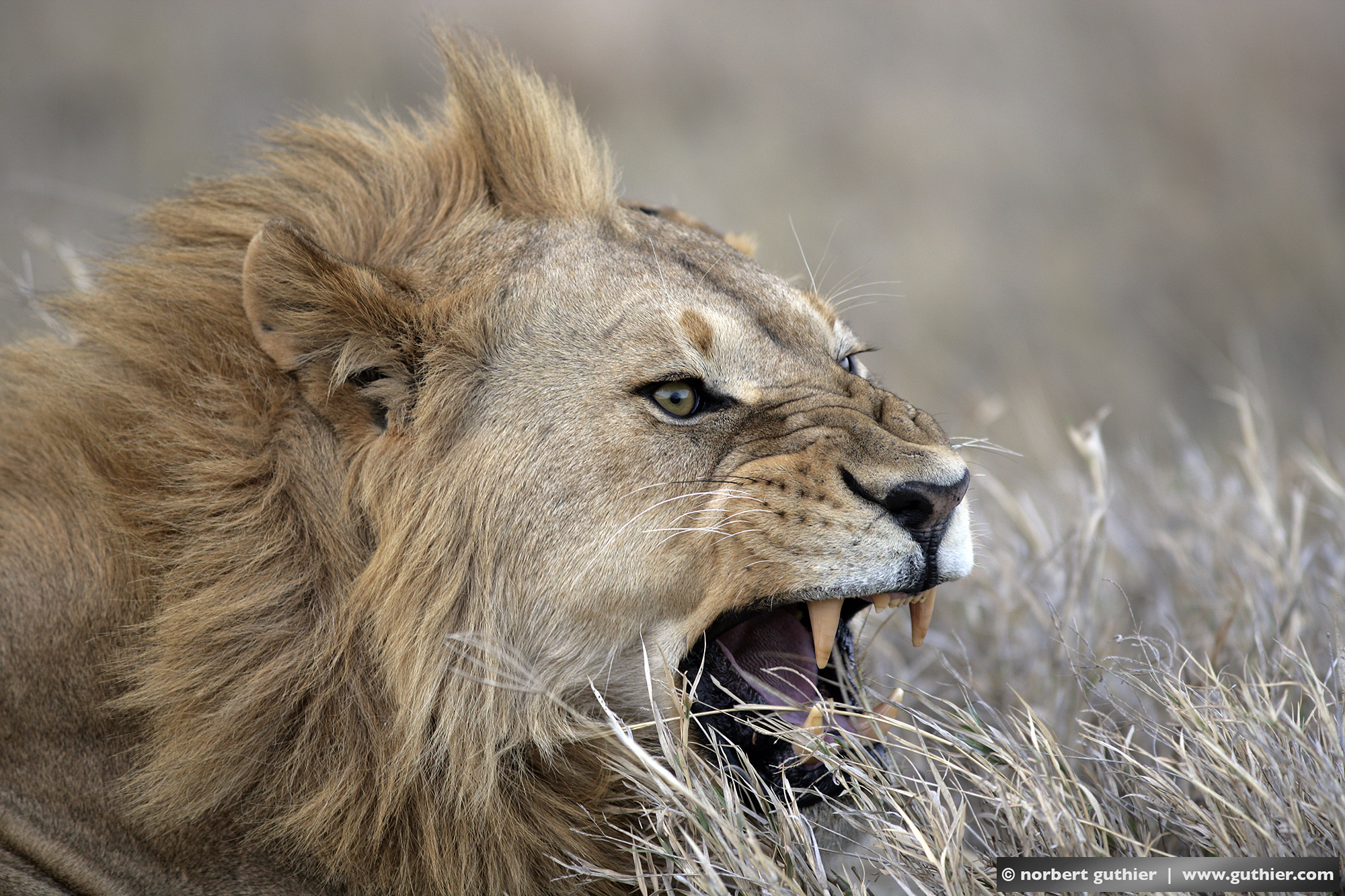 #000_05_04340 / lion / serengeti / tanzania