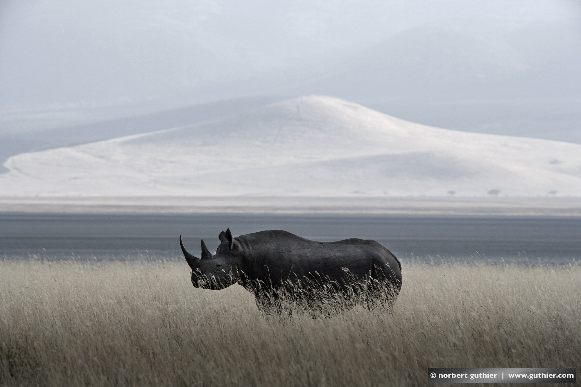 #000_ _R1A9742 / rhino / serengeti / tanzania