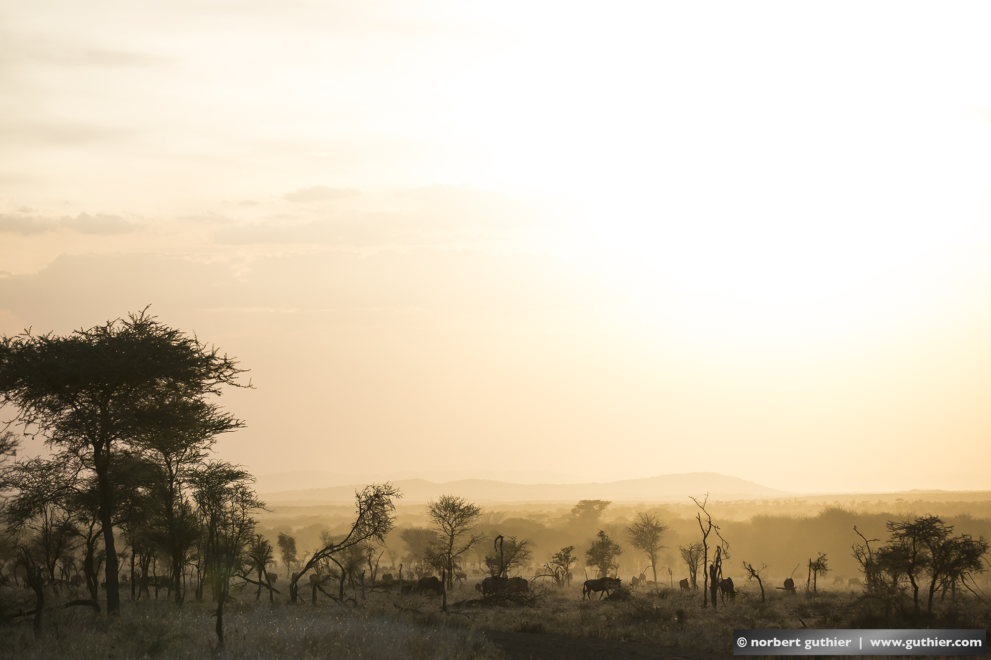 #000_15-2339 / serengeti / tanzania